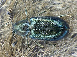 <i>Necrobia violacea</i> Species of beetle