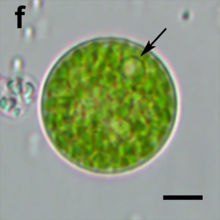 Neochloris aquatica 1f.png