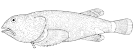 Neophrynichthys latus