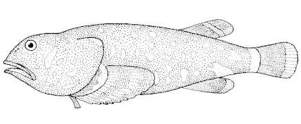 Neophrynichthys latus.