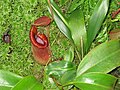 Nepenthes