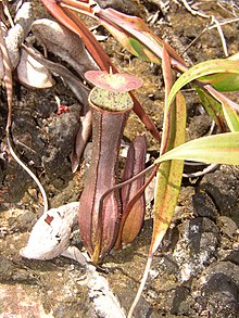 Nepenthes gracilis.jpg