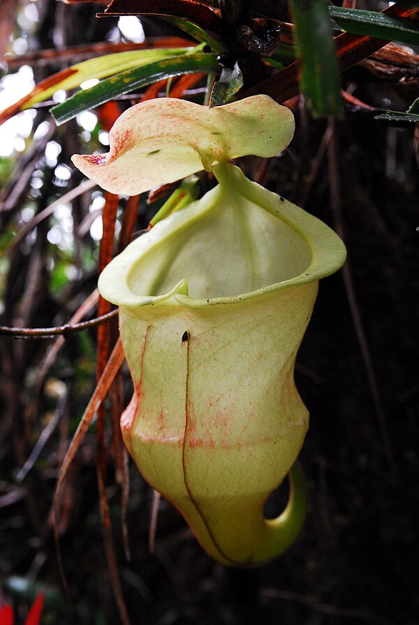 Nepenthes hamiguitanensis