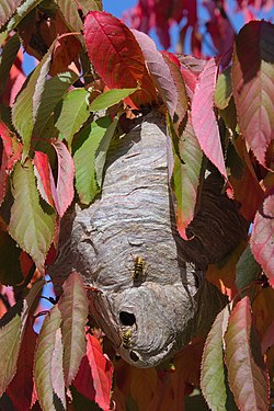 Nest of the median wasp surrounded by fall foliage