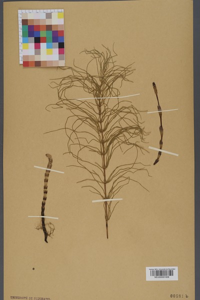 File:Neuchâtel Herbarium - Equisetum pratense - NEU000001838.tif