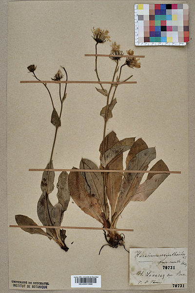 File:Neuchâtel Herbarium - Hieracium amplexicaule - NEU000014686.jpg