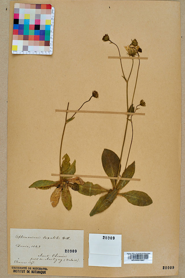 Description de l'image Neuchâtel Herbarium - Hieracium lawsonii - NEU000015667.jpg.