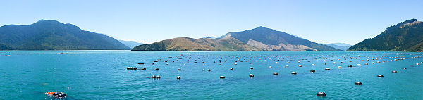 Green-lipped mussel farm beside Havelock