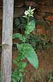 Virginischer Tabak (Nicotiana tabacum)