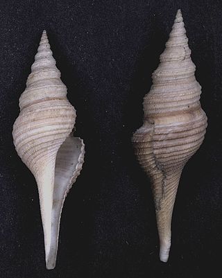 <i>Nihonia australis</i> Species of gastropod