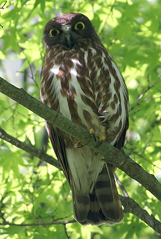 <span class="mw-page-title-main">Northern boobook</span> Species of owl