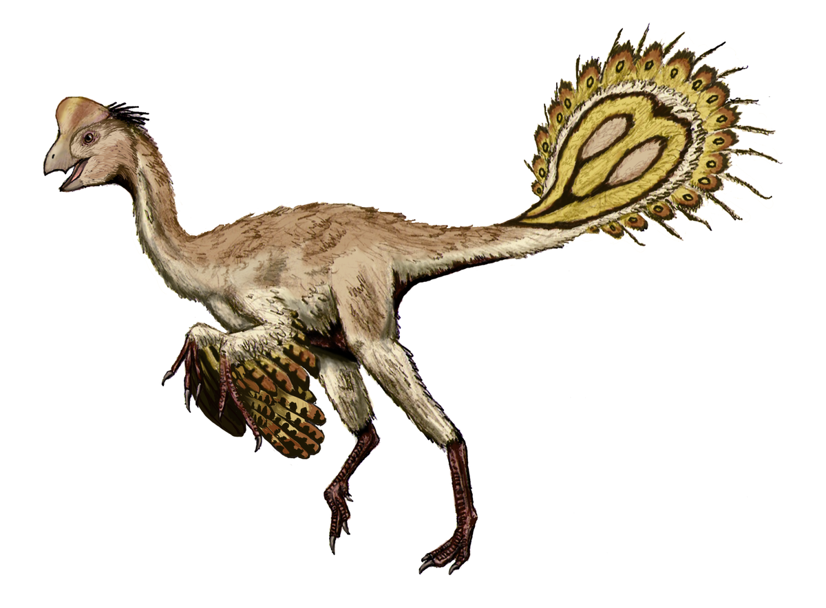 Oviraptorosauria - Wikipedia, la enciclopedia libre