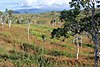 Brush countryside in the north, towards Poum