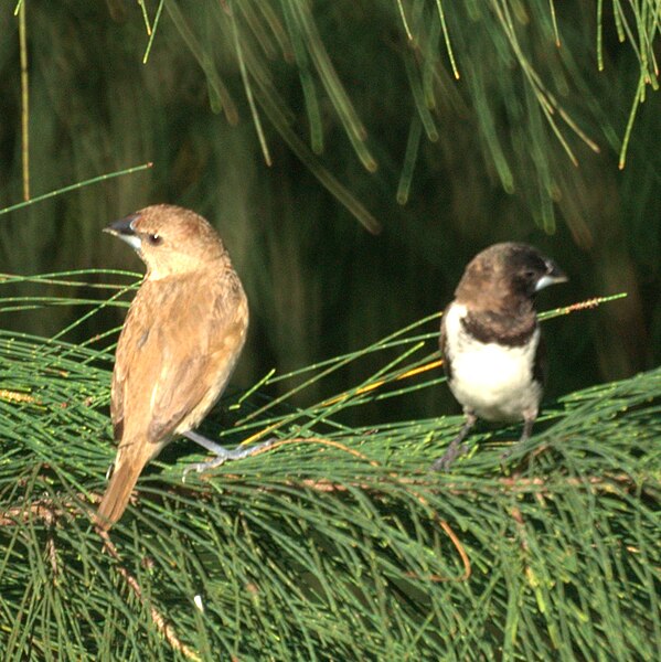 File:Nutmeg and Bronze Mannikin (5398641299).jpg