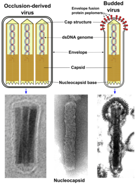Vírion e nucleocapsídeos de baculovírus