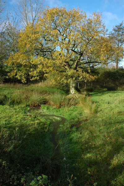 File:Oak and stream, Burrow - geograph.org.uk - 1583292.jpg