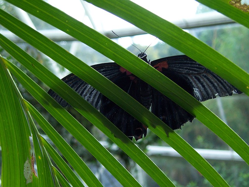 File:Ocean Park butterflies 4.jpg