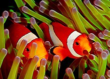 Ocellaris clownfish always live among venomous sea anemone tentacles and are resistant to the venom. Ocellaris clownfish, Flickr.jpg