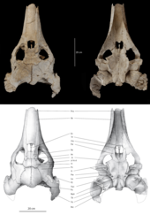 Upper and underside of skull Ocepechelon bouyai skull dors vent.png