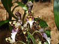 Oncidium harryanum flowers