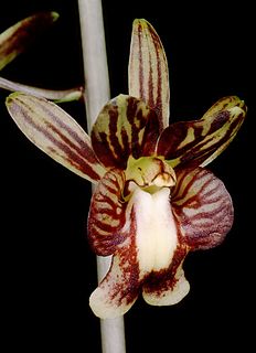 <i>Oeceoclades saundersiana</i> Species of orchid