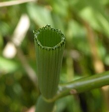 The stems of tubular water-dropwort are hollow, with very thin walls. Oenanthe fistulosa stem section.jpg