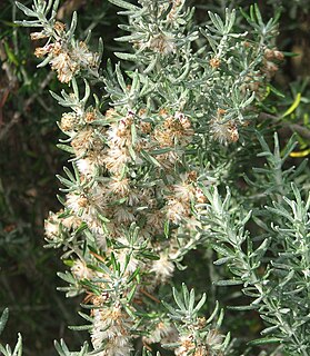 <i>Olearia axillaris</i> Species of plant