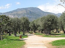 Foto com oliveiras na primeira fileira, a montanha se destacando ao fundo com seu topo plano.