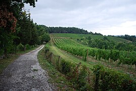 Kraljevi vinogradi