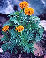 Tagetes