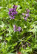 Thumbnail for Dactylorhiza aristata