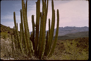 Organ Pipe Cactus National Monument ORPI2070.jpg