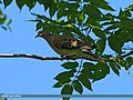 Oriental Turtle Dove (Streptopelia orientalis) (20658831376).jpg