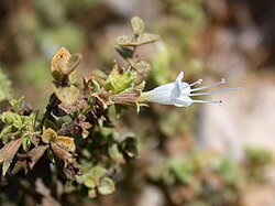 Origanum dayi 1.JPG