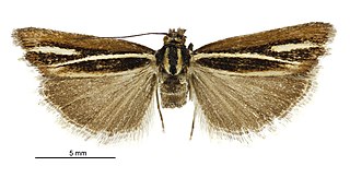 <i>Orocrambus thymiastes</i> Species of moth