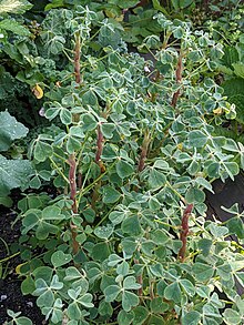 O. tuberosa stems and leaves Oxalis tuberosa above ground.jpg