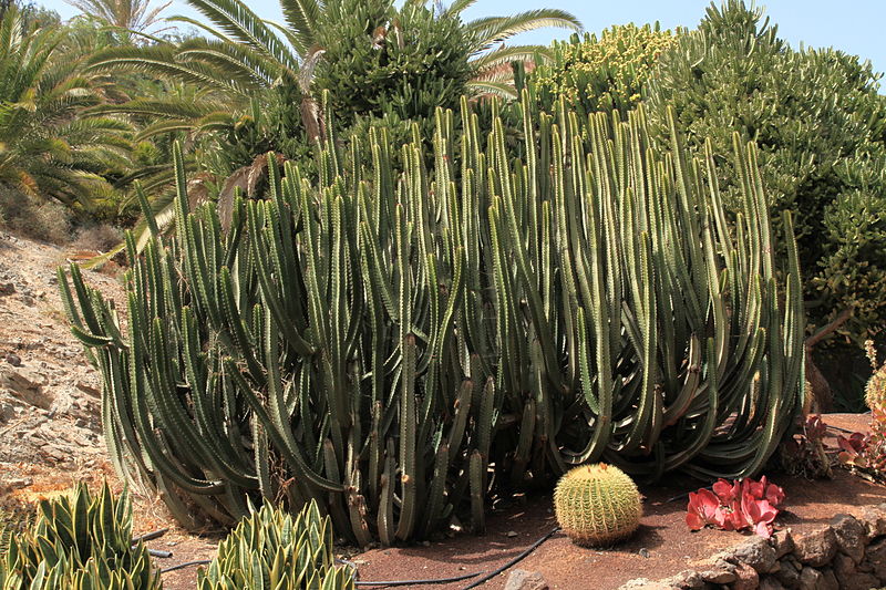 File:Pájara La Lajita - Oasis Park - Euphorbia canariensis 01 ies.jpg