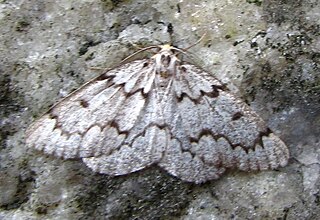 <i>Enypia</i> Genus of moths