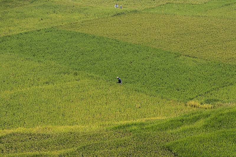 File:Paddy field, Lalipur.jpg