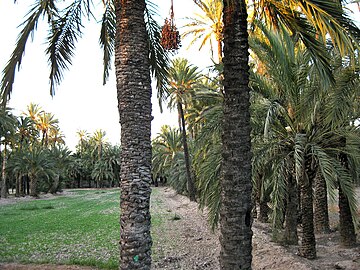 Vista d'un hort on s'observa la composició clàssica de vores de palmera mentre la zona central es reserva per al conreu