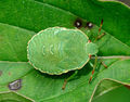 Green Shield Bug, nymph (Palomena prasina) Grüne Stinkwanze, Nymphe
