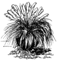 Pampas grass 2 (PSF).png