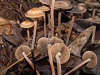 Panaeolus cinctulus