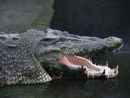 Krokodille SANDBIGBOX.com