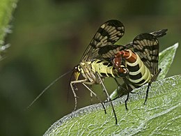 Accouplement de panorpes (mâle à gauche)