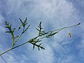 Stem with leaves