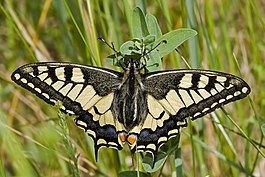 Maxaon (Papilio machaon)