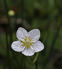 Small-flowered grass-of-parnassus (Parnassia parviflora), closeup of flower