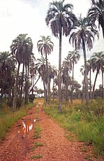 Palmiers yatay (butia yatay), dans le parc national El Palmar.