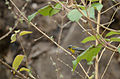 Parula Ceja Blanca, Tepoztlán Morelos, México (8734353482).jpg